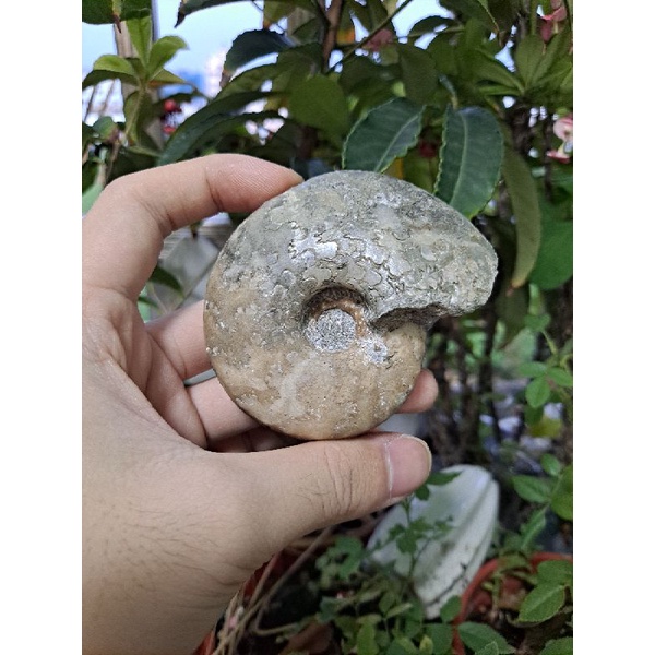 [程石] 奈及利亞 湯瑪仕菊石化石