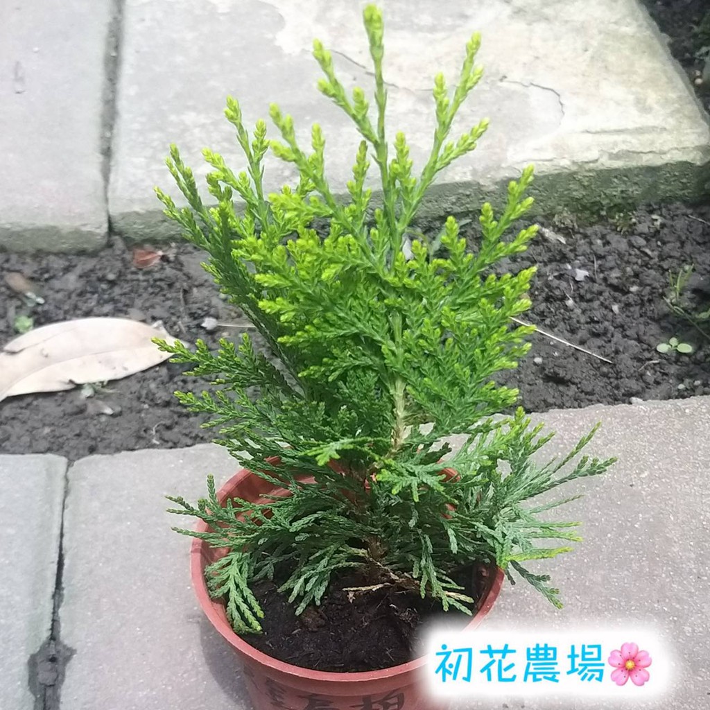 初花農場2店|黃金扁柏|3吋盆|林木植物|----定價70特價60