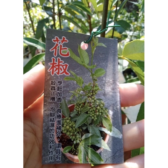 ★綠霖園藝★花椒 高度50公分 水果樹苗/新興果樹/果苗/嫁接/植物/盆栽