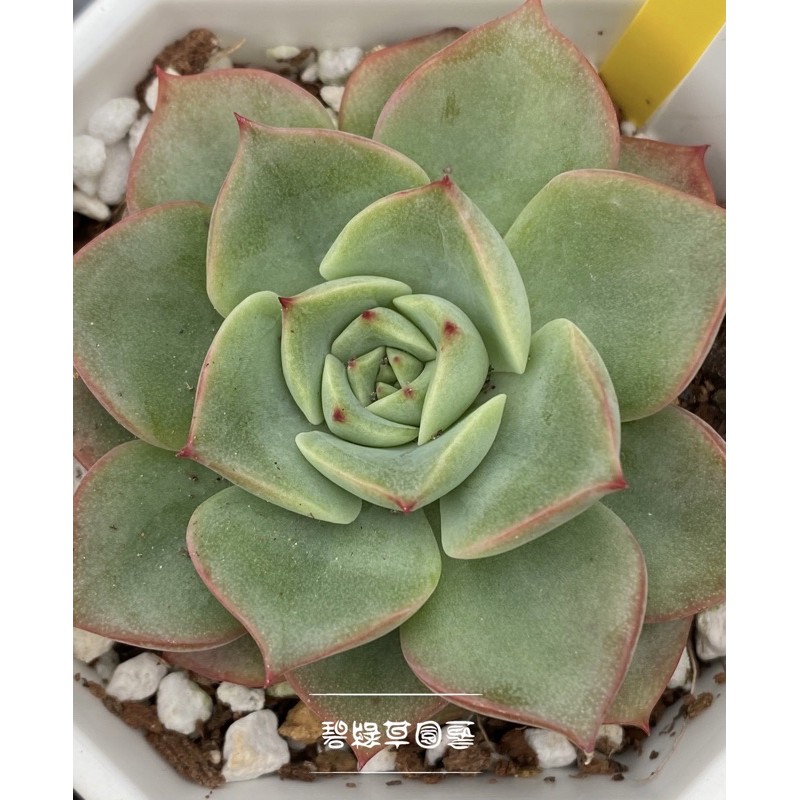 人気新品入荷 多肉植物004 香水 Www Ngenda Org