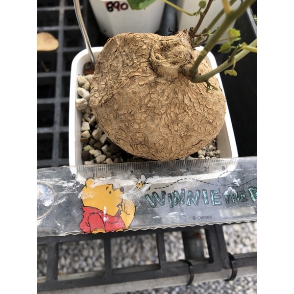 血藤山烏龜阿真多肉日記多肉植物仙人掌塊根植物觀葉植物送禮盆栽花盆花器 蝦皮購物