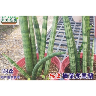 S2棒葉虎尾蘭 圓棒狀 筒葉 石筆 象牙虎尾蘭 韓劇必備款 3吋盆 裸根中小苗 短葉虎尾蘭 花苗 臺中 立力花園