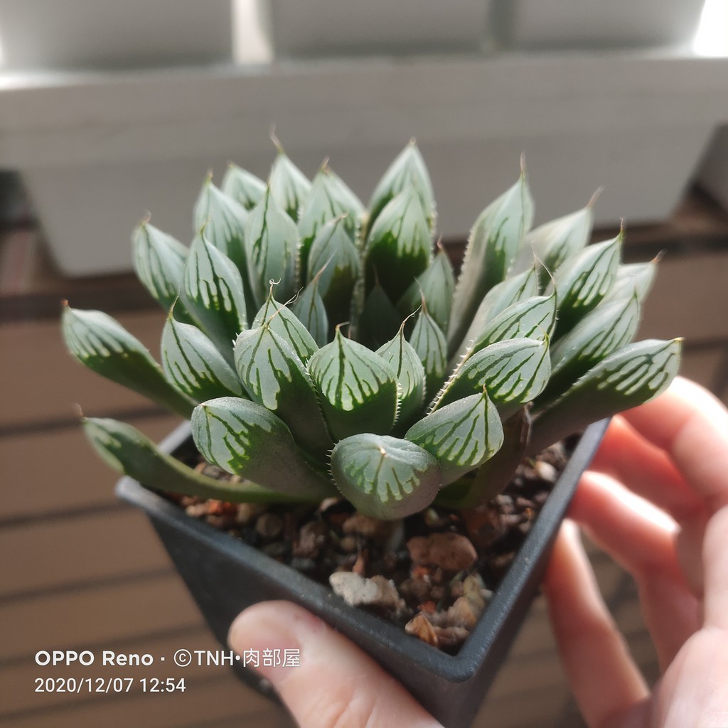 肉部屋1 2 玉露百合多肉植物 蝦皮購物