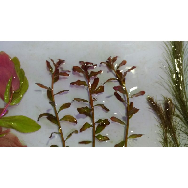 紅唇丁香水中葉水草 蝦皮購物