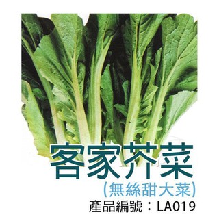 【醬米資材】DIY種子栽種 成就滿滿~客家芥菜(無絲甜大菜) 適合做酸菜