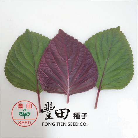 【萌田種子~】E59 千紅芝麻菜種子約80粒 , 葉面綠色 , 葉背紫色 , 每包16元 ~