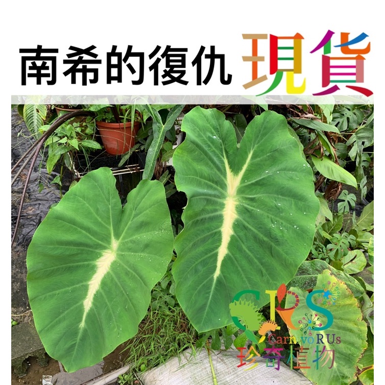 水芋 那裏買最便宜與商品比價 21年11月 飛比價格