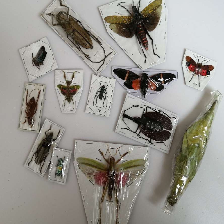真昆蟲標本吉丁蟲蝗蟲蟬類獨立包裝科普教學使用拍照攝影道具 蝦皮購物