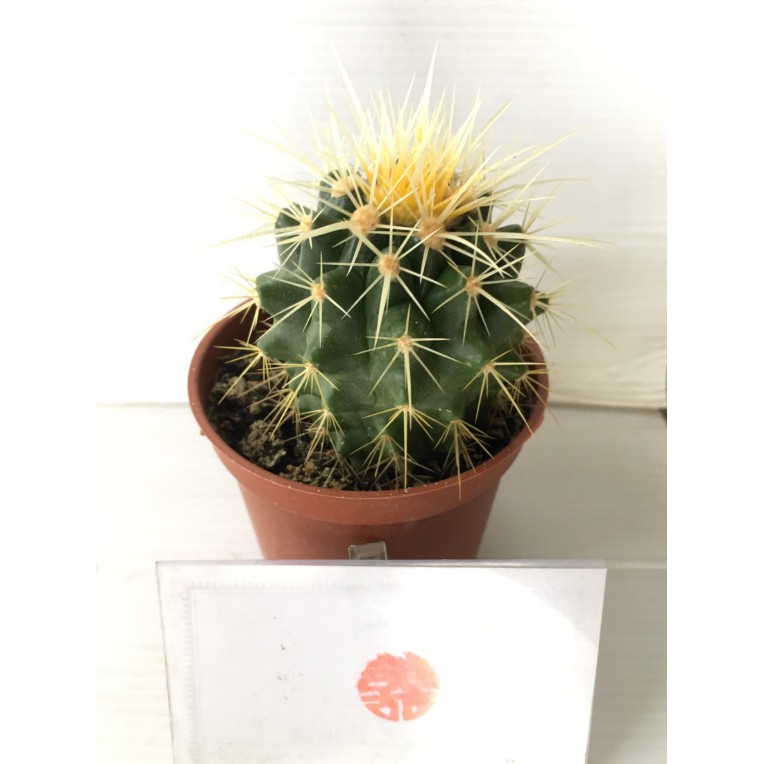 花囍園 多肉植物 金琥仙人掌 莖圓球形 療鬱又可愛 3吋高約5 8cm 特價50 蝦皮購物