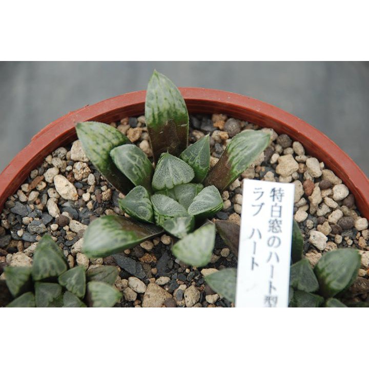 Love Heart ラブハート 711福袋多肉植物銘品白玫瑰百合haworthia 尋綠緣 蝦皮購物