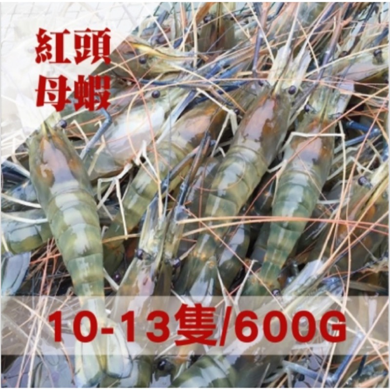 產地直售新鮮泰國蝦-紅頭母蝦