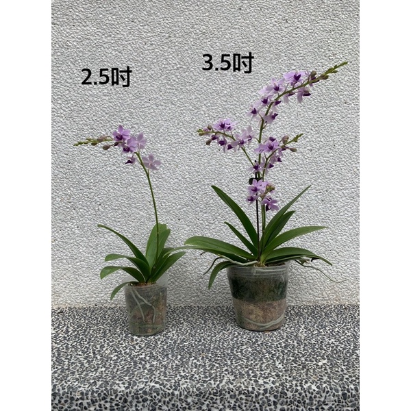 蘭花 紫式部 B級3.5吋 蝴蝶蘭  有梗苗 盆栽 送禮 植物