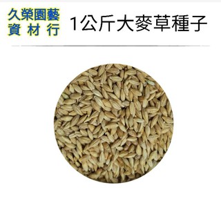 久榮-1公斤 大麥草 小麥草種子 貓草