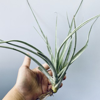 空氣鳳梨 卡比他他(橘) Tillandsia capitata Orange