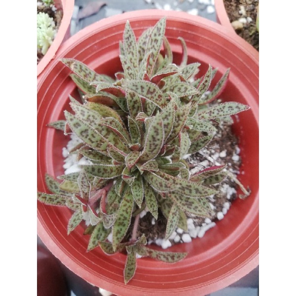 多肉植物 花簪 3吋盆 蝦皮購物