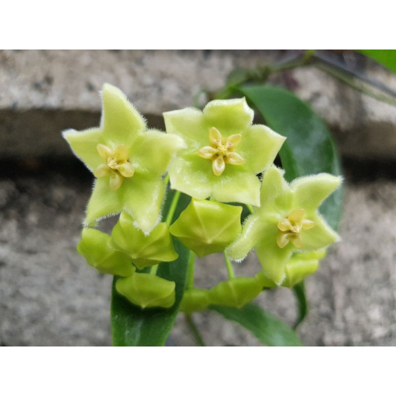 毬蘭hoya Chlorantha 花大 蔻人蔘 綠毛花 蝦皮購物
