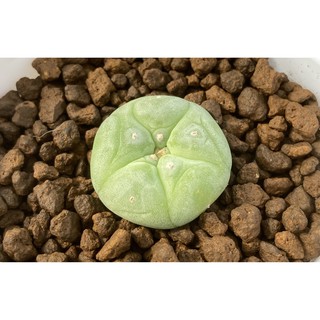 🌵✧植得栽✦【銀冠玉】仙人掌 Cactaceae 多肉 實生 療育 塊根 淨化空氣 風水 防小人