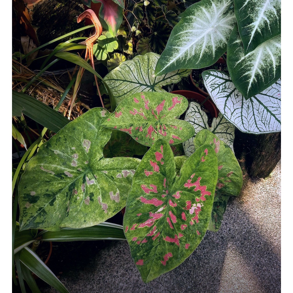 彩葉芋caladium Florida Beauty 佛州美人 蝦皮購物