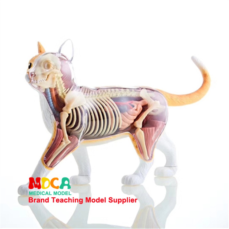 4D MASTER 益智拼裝玩具 動物橘黃猫解剖拼裝 生物橘黃猫器官解剖模型 醫學教學模型