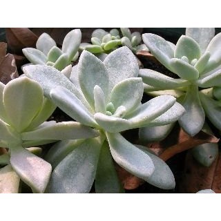 種子貓多肉 仙人掌 植物 盆栽 石蓮 一朵 石蓮 5元