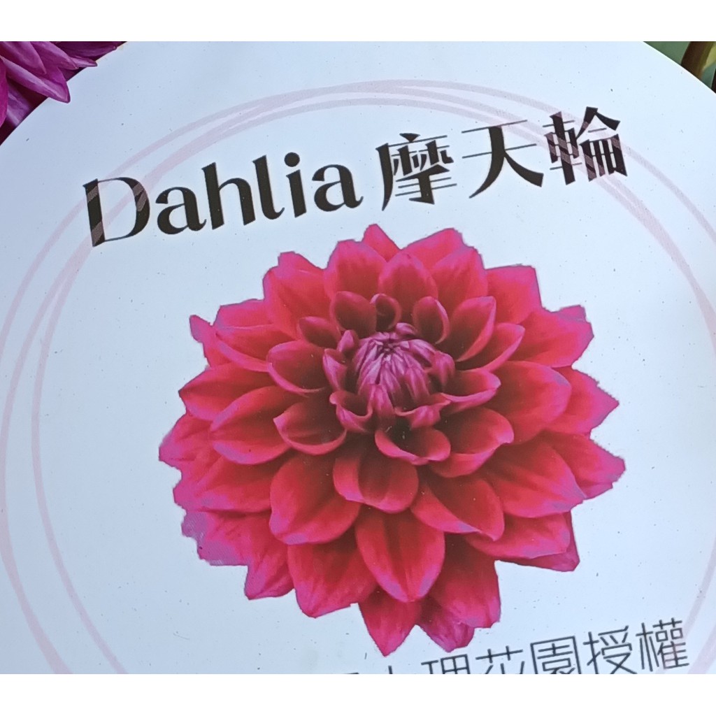 巨花紫色大理花盆栽日本新品種巨無霸大理花 6 7吋盆活體觀賞花卉盆栽送禮小品盆栽 季節限定 先問有沒有貨 蝦皮購物