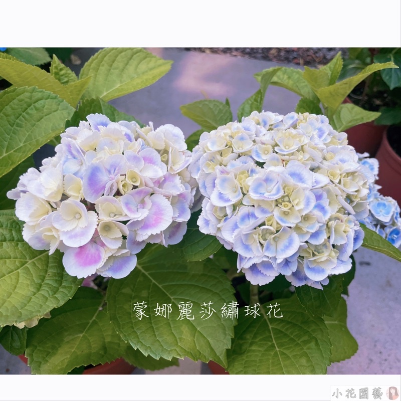 小花園藝 蒙娜麗莎繡球花 品種：蒙娜麗莎  繡球花  6吋盆 $600