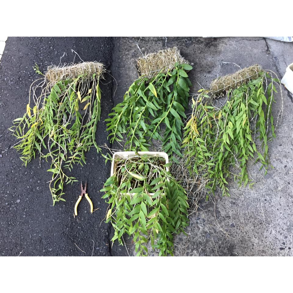 天然 蛇木板 空氣鳳梨 鹿角蕨 石斛蘭 豆蘭 蘭花 上板(不含植物)