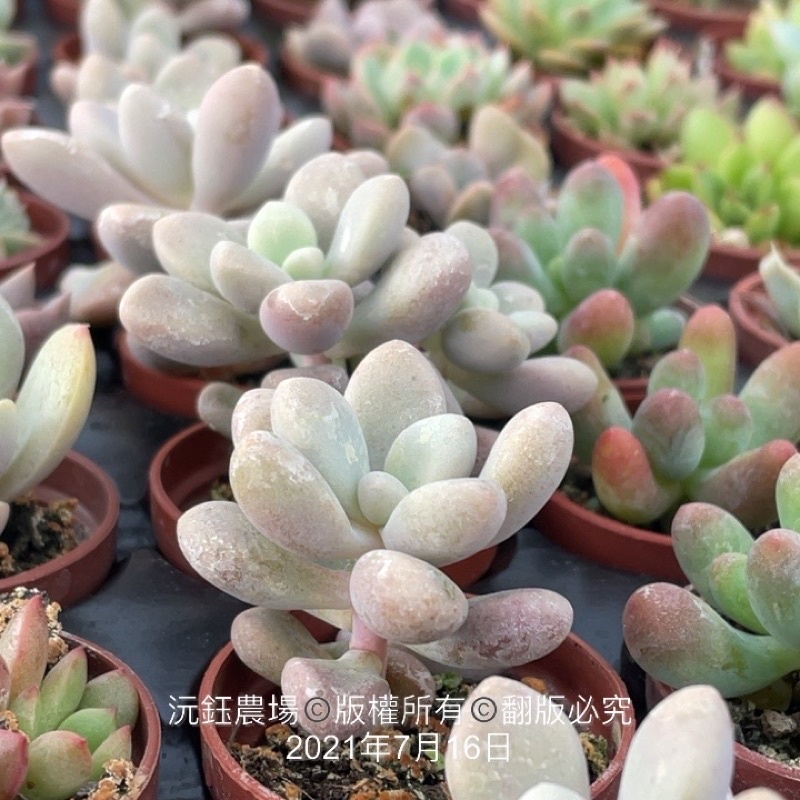 沅鈺農場多肉植物一吋盆 達摩姬秋麗 蝦皮購物