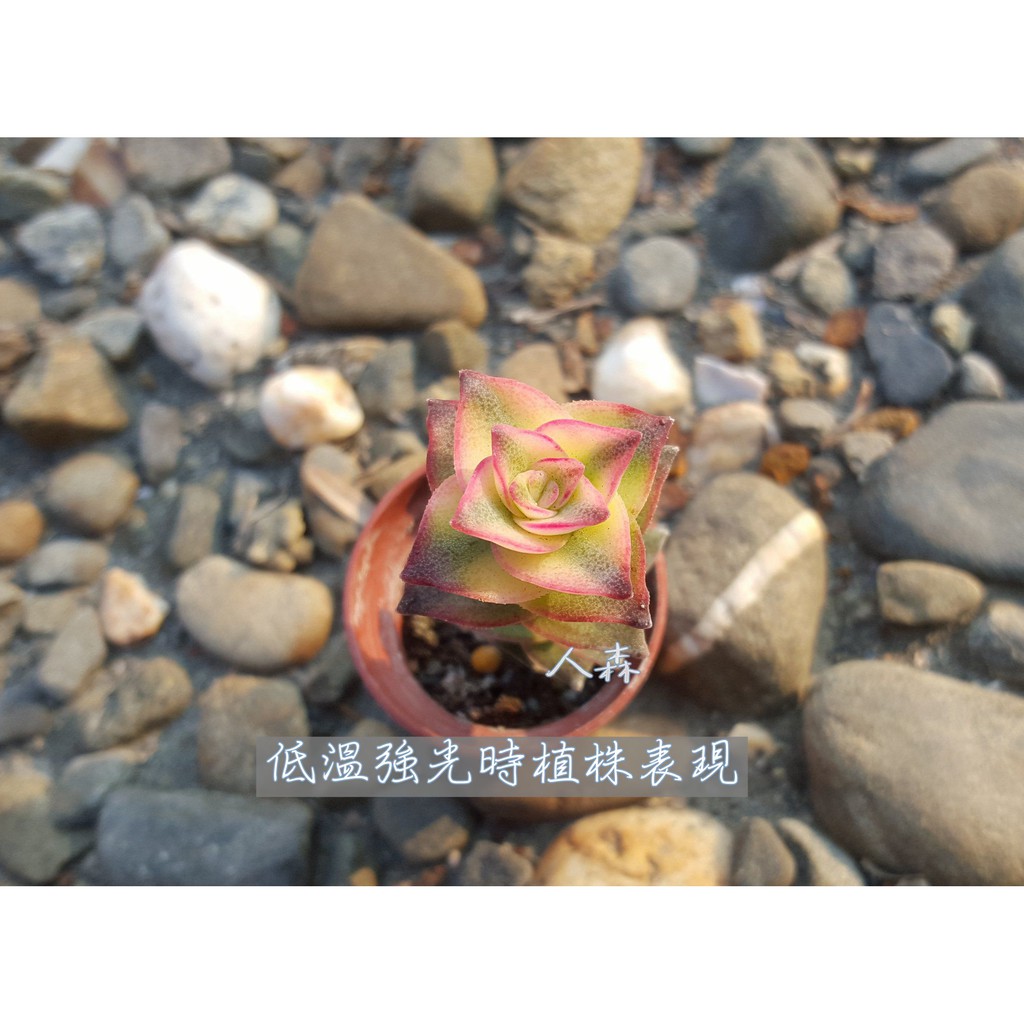南十字星錦crassula Perforata Albino Var 多肉植物 人森 景天科星星系列 蝦皮購物