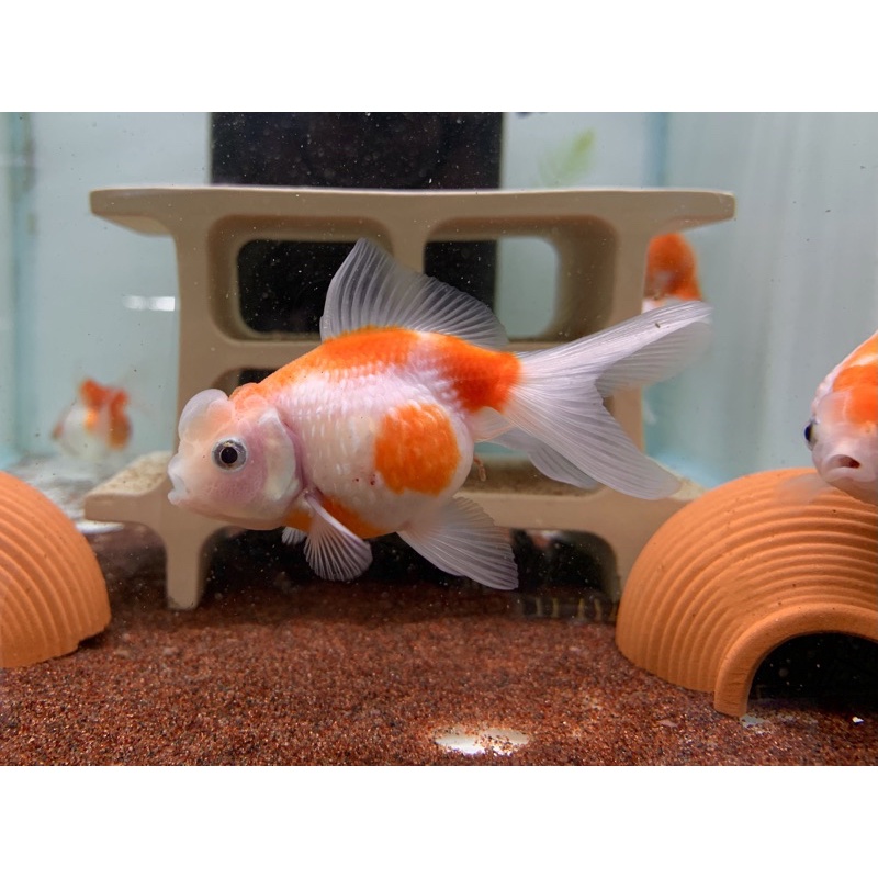 金魚魚飼料的價格推薦第23 頁 21年12月 比價比個夠biggo