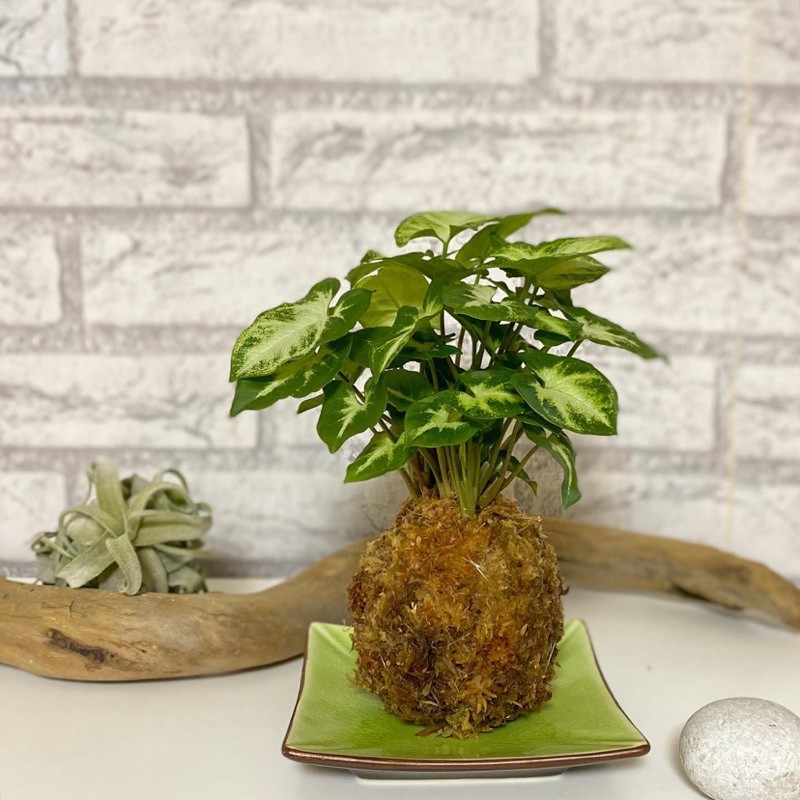 綠精靈合果芋苔玉球療癒系室內植物淨化空氣植物 不含花器 蝦皮購物