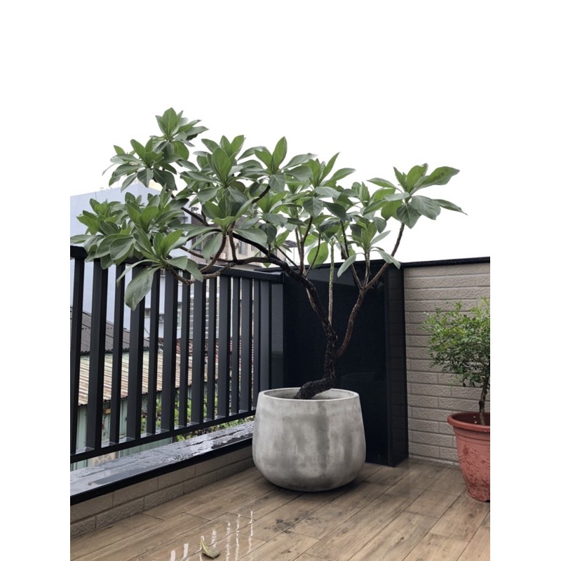 180-200公分白水木/水磨石/室外植物/陽台植物