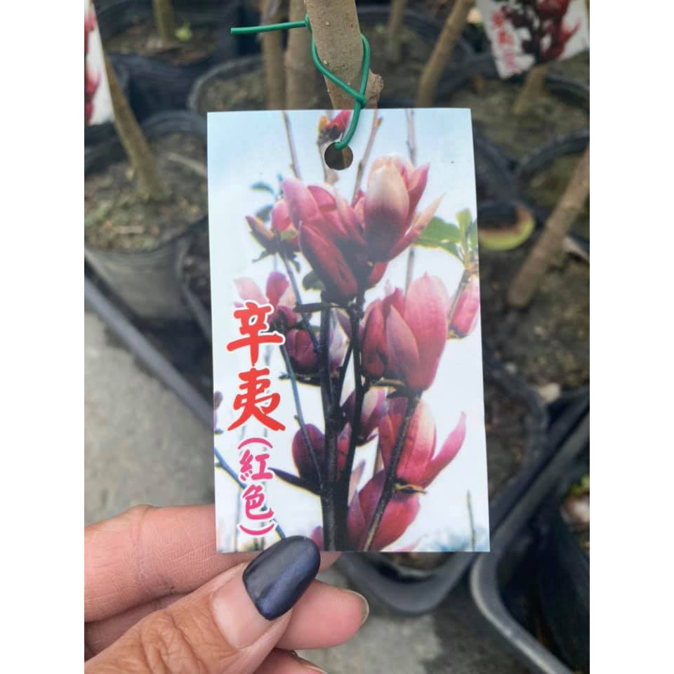李家果苗辛夷花很多品種顏色單價0元可以綜合搭配 蝦皮購物