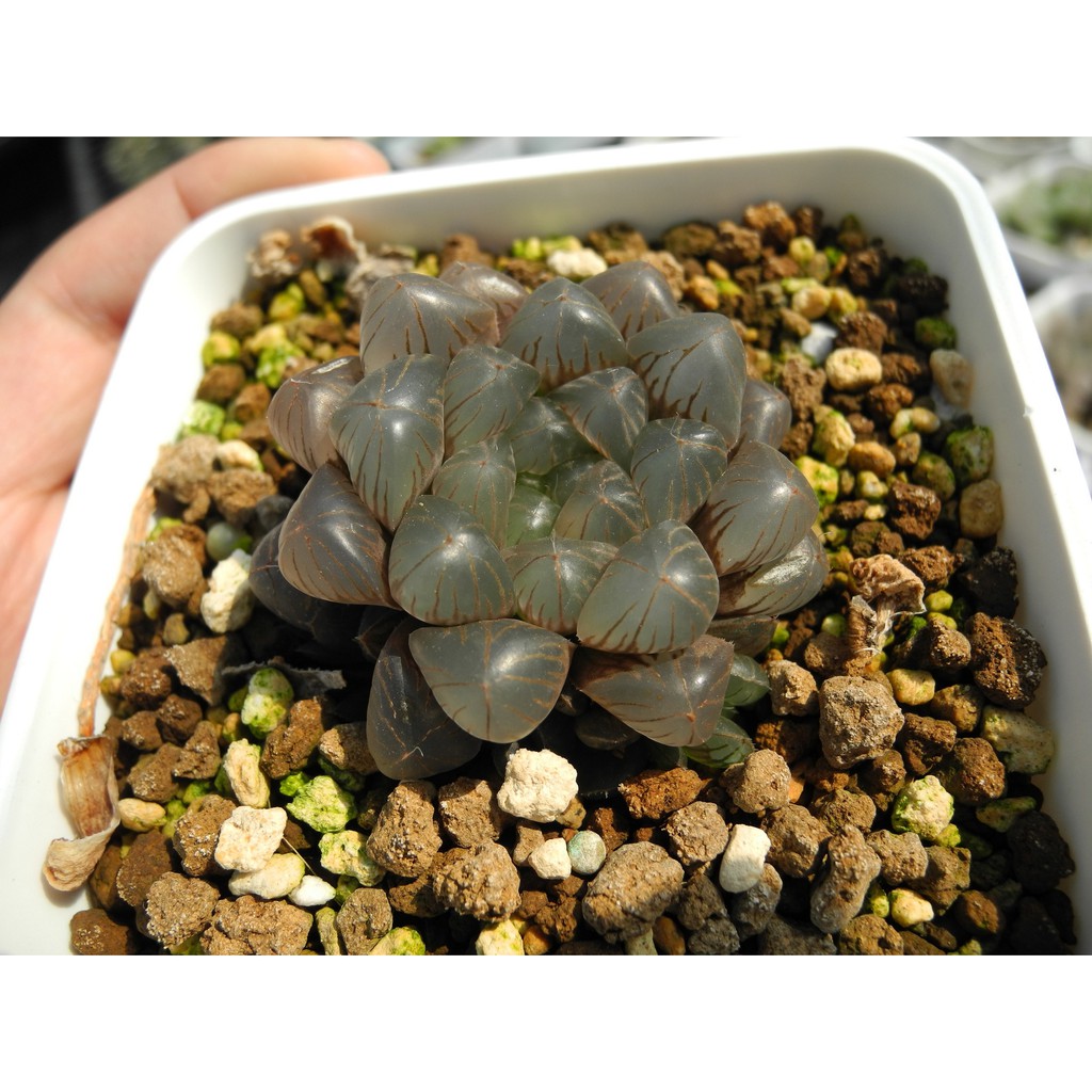 11.08 紫肌玉露實生 百合科 Haworthia 多肉植物 詠詠多肉