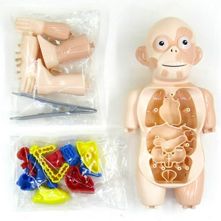 兒童啟智 科教人體器官模型 DIY拼裝玩具 human organ model