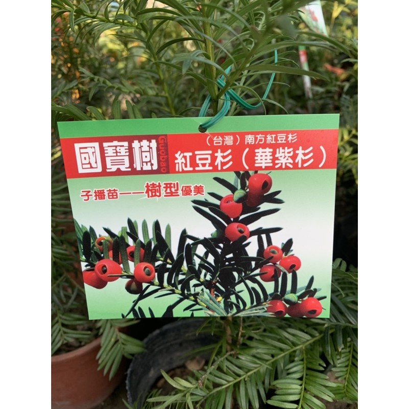 花果聖地 國寶樹紅豆杉 華紫杉 實生苗子播苗4寸黑軟盆 蝦皮購物