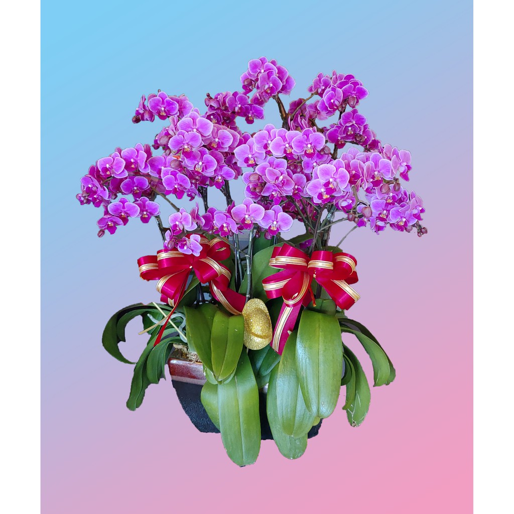 婚宴(淡紅系)蝴蝶蘭(蘭花)祝賀組合桌上盆栽-心福花坊