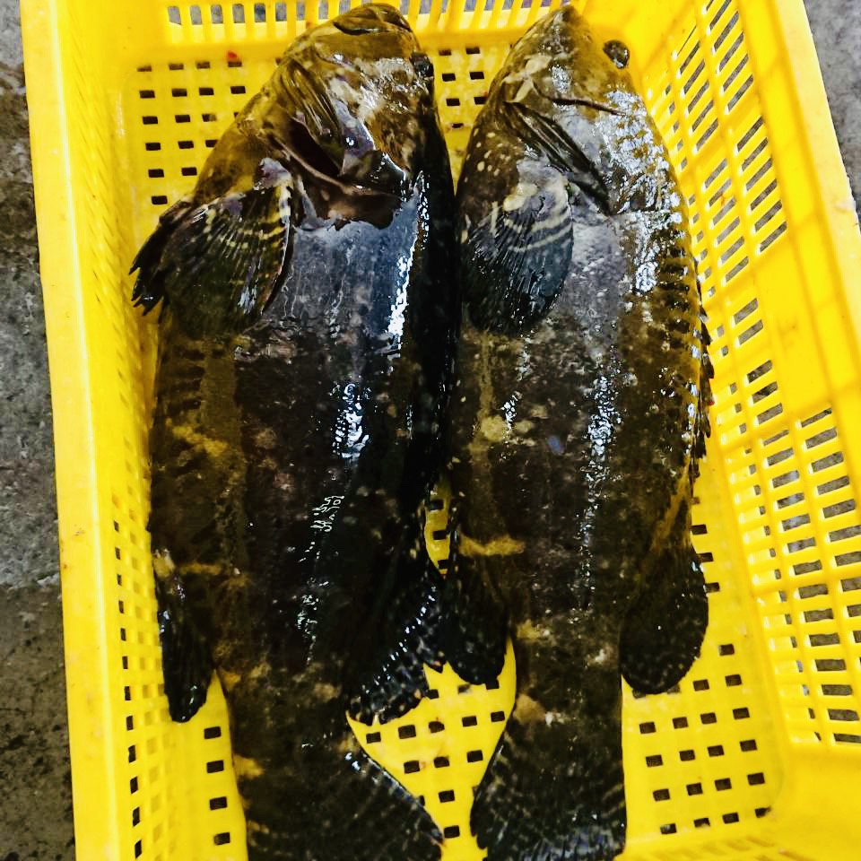 澎湖海產禮盒組「龍虎石斑魚、金鯧魚、嘉臘魚」－#澎湖直送#澎湖優鮮#龍虎石斑魚#珍珠石斑魚#海鮮#龍膽石斑魚#海鱺魚#金