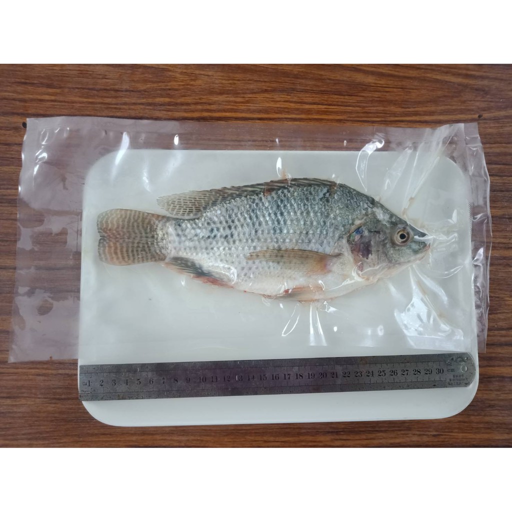國境之南農家樂 嚴選台灣鯛魚350 450g 尾 台灣鯛 吳郭魚 鯛魚 整隻帶頭帶尾 已殺好 蝦皮購物