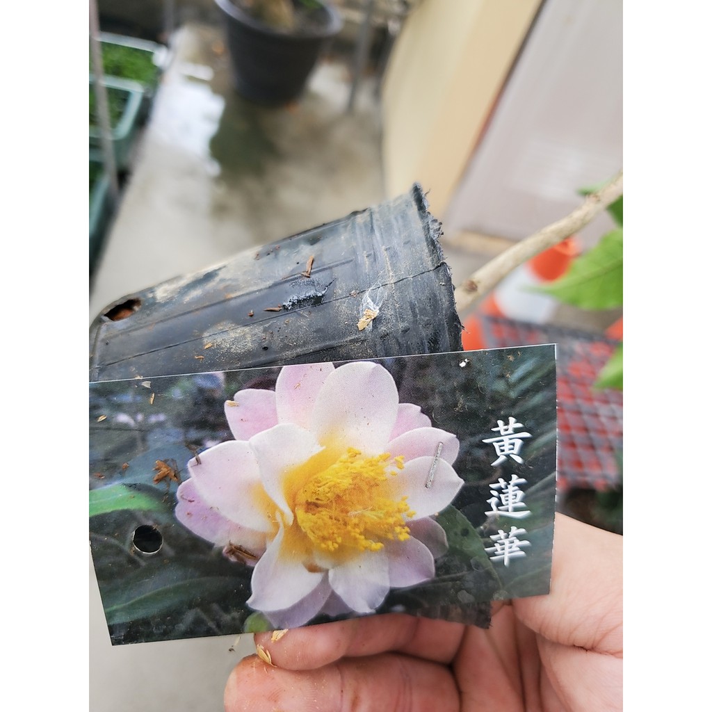 李家果苗黃蓮華茶花苗4吋盆高度15 30公分單價60元特價50元 蝦皮購物