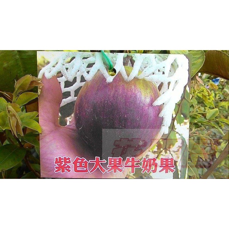 花田厝_水果苗--紫色大果牛奶果(嫁接苗)--星蘋果4.5吋盆高30-45公分