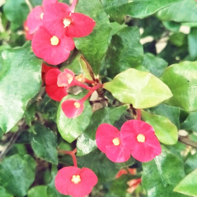 無刺麒麟花半日照以上以下均可 蝦皮購物
