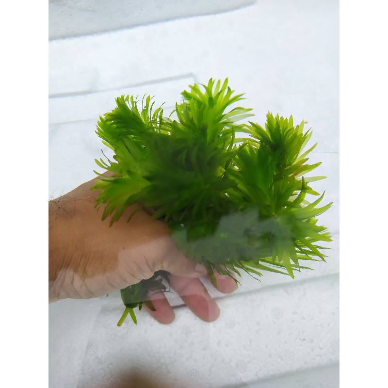 水蘊草 超好養新手級水草 十株 蝦皮購物