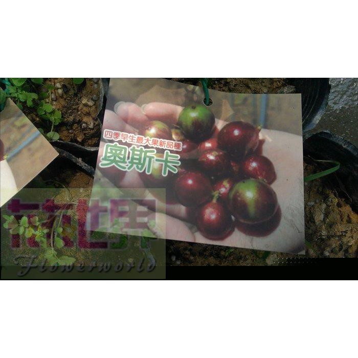 水果苗  奧斯卡樹葡萄  4.5吋盆高20-30cm四季早生大果【花花世界玫瑰園】