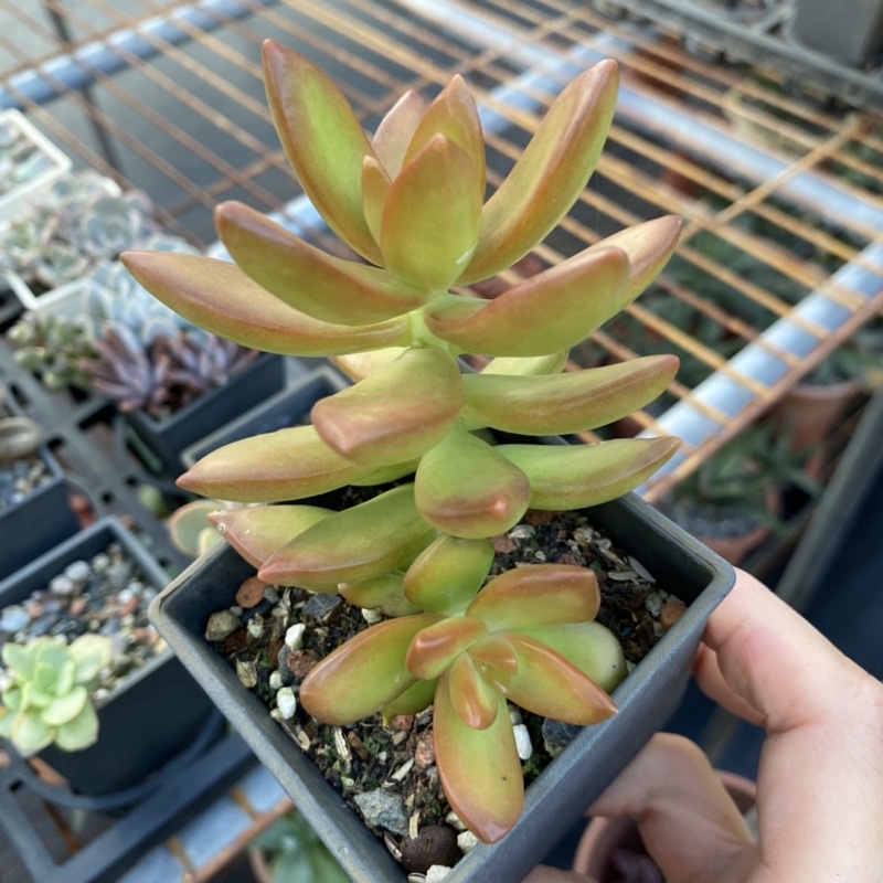 紅瓦仙肉屋銘月 多肉植物 景天 一物一拍編號 52 蝦皮購物