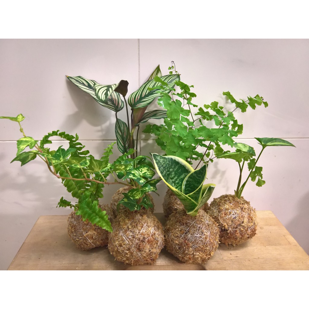 迷你小球 苔球苔玉常春藤波士頓蕨合果芋虎尾蘭袖珍椰子福祿桐陽光蔓 蝦皮購物