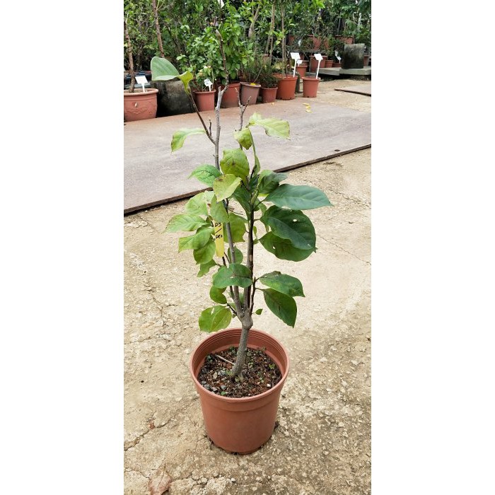 元茂園藝中壢高鐵南路園區香花 墨紫辛夷 迎春花盆栽嫁接穩定開花 隨時可出貨 每單位一盆 蝦皮購物