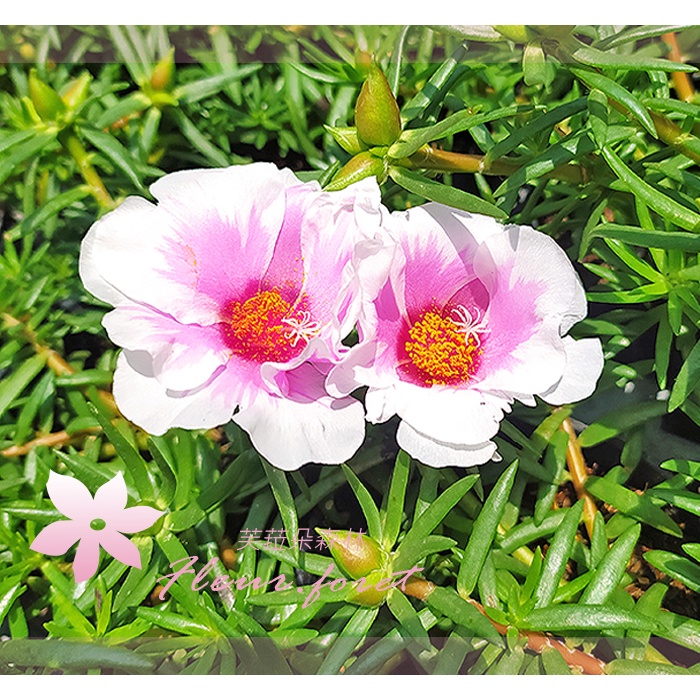 芙菈朵森林 松葉牡丹 重瓣松葉牡丹 大花松葉牡丹 季節花卉 觀花植物 花苗 袋苗