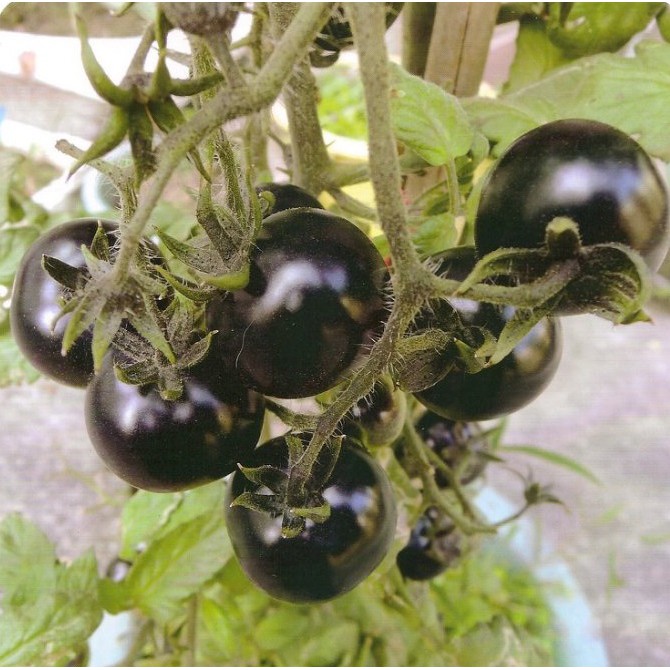 【大包裝蔬菜種子L336】黑美人小果番茄~定植後約75天可採收，產量高