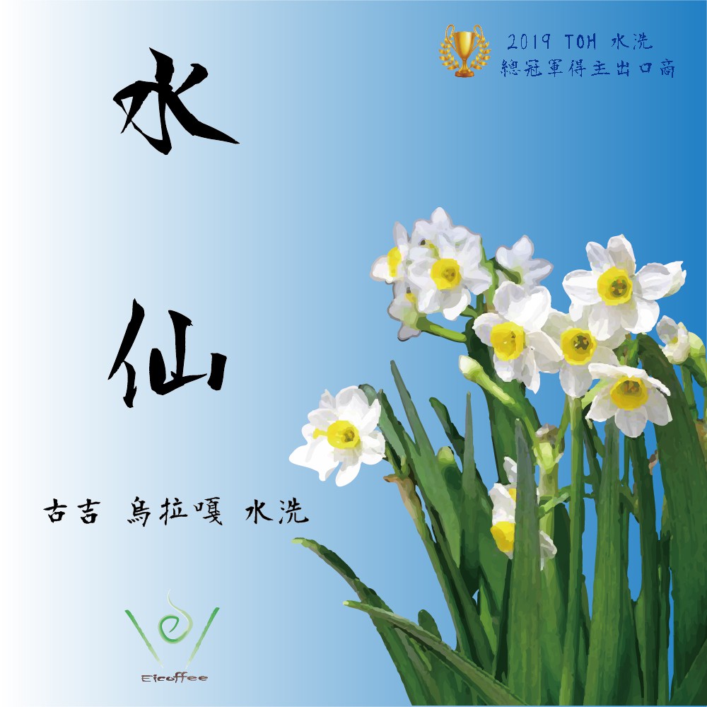 衣索比亞谷吉烏拉嘎水仙水洗處理